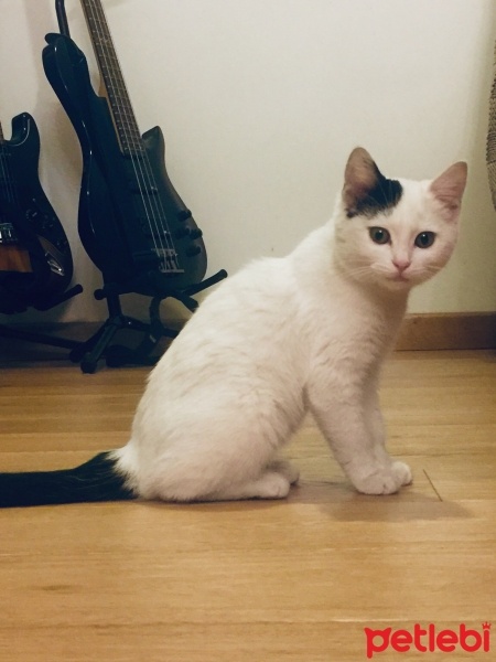 Tekir Kedi, Kedi  Şans fotoğrafı