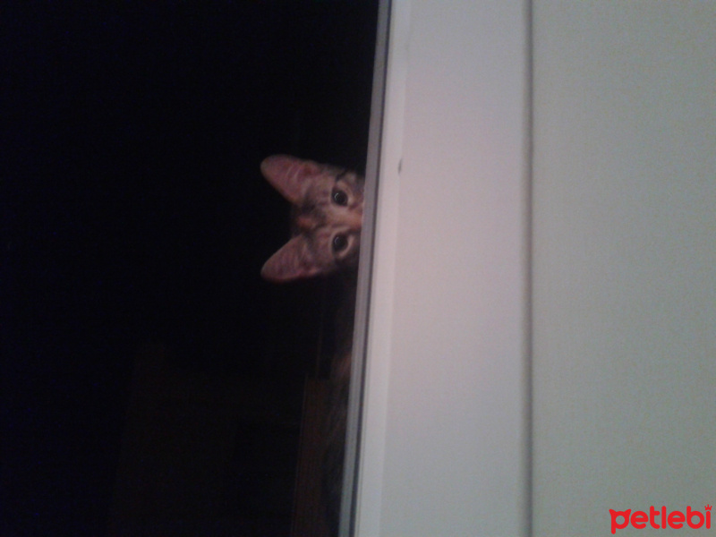 Tekir Kedi, Kedi  Küllü15 fotoğrafı