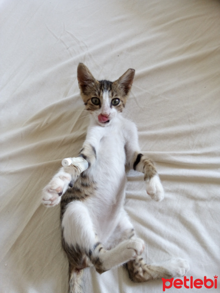 Tekir Kedi, Kedi  Küllü15 fotoğrafı