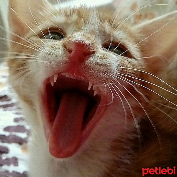 Tekir Kedi, Kedi  Küllü15 fotoğrafı