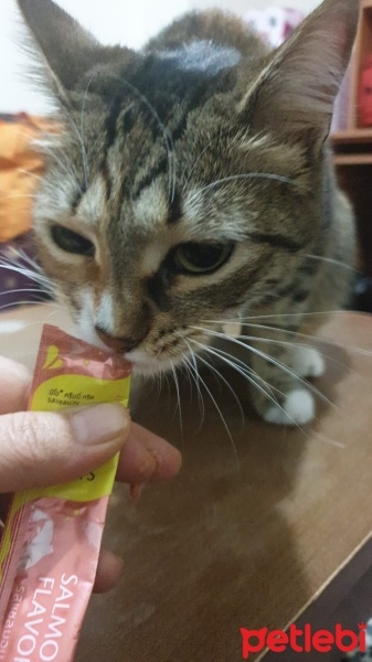 Tekir Kedi, Kedi  MİA fotoğrafı