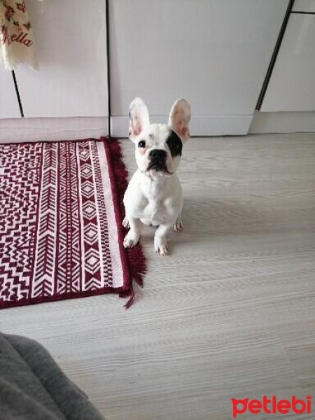 Fransız Bulldog, Köpek  Roger fotoğrafı