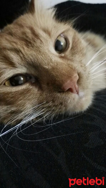 Bengal, Kedi  wookie fotoğrafı