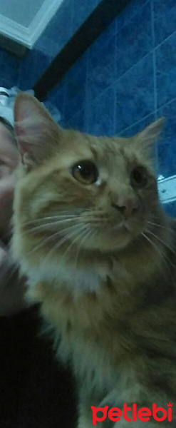 Bengal, Kedi  wookie fotoğrafı