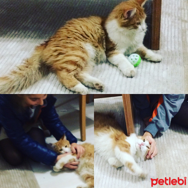 Munchkin, Kedi  Ringo fotoğrafı