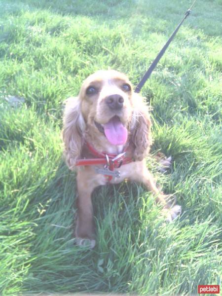 Amerikan Cocker Spaniel, Köpek  Tarçın fotoğrafı