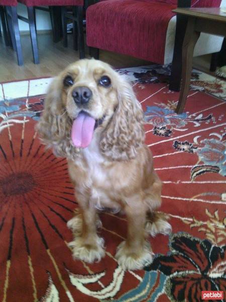 Amerikan Cocker Spaniel, Köpek  Tarçın fotoğrafı