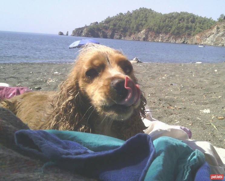 Amerikan Cocker Spaniel, Köpek  Tarçın fotoğrafı