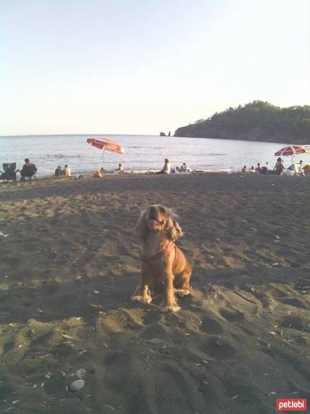 Amerikan Cocker Spaniel, Köpek  Tarçın fotoğrafı