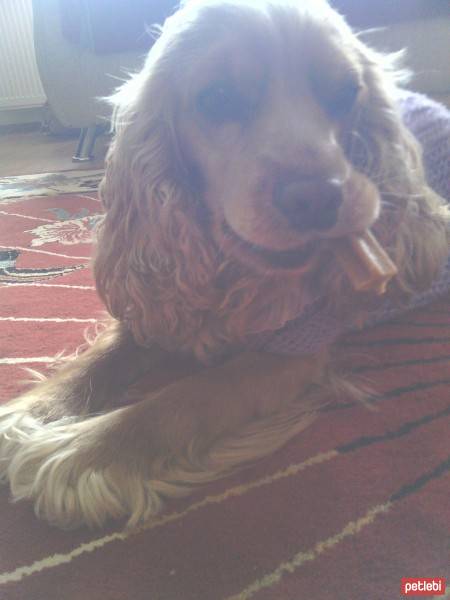 Amerikan Cocker Spaniel, Köpek  Tarçın fotoğrafı