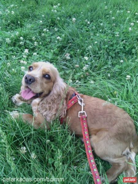 Amerikan Cocker Spaniel, Köpek  Tarçın fotoğrafı