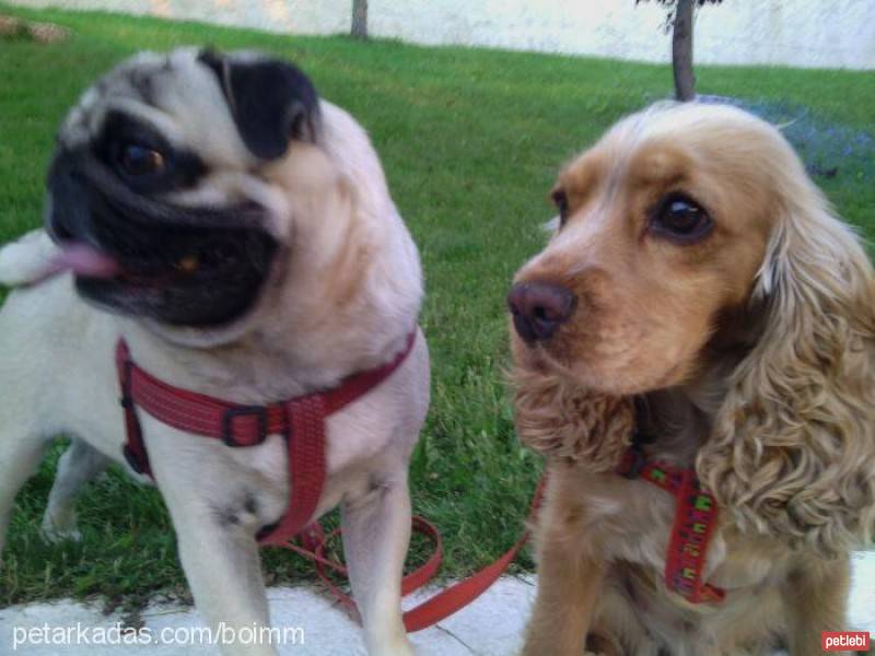 Amerikan Cocker Spaniel, Köpek  Tarçın fotoğrafı