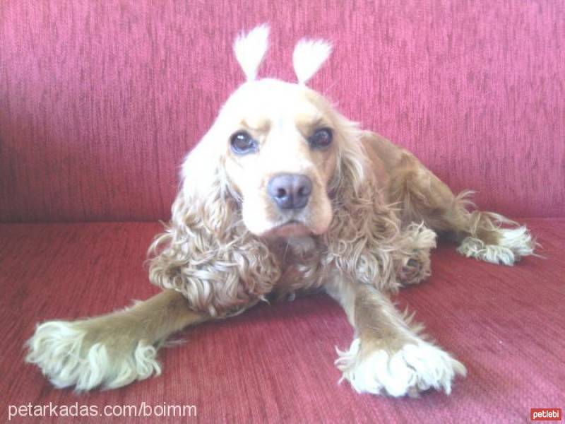 Amerikan Cocker Spaniel, Köpek  Tarçın fotoğrafı