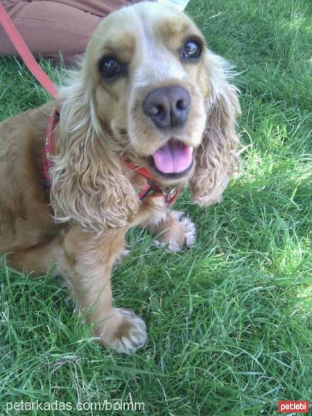 Amerikan Cocker Spaniel, Köpek  Tarçın fotoğrafı