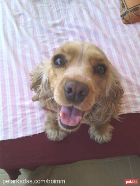 Amerikan Cocker Spaniel, Köpek  Tarçın fotoğrafı