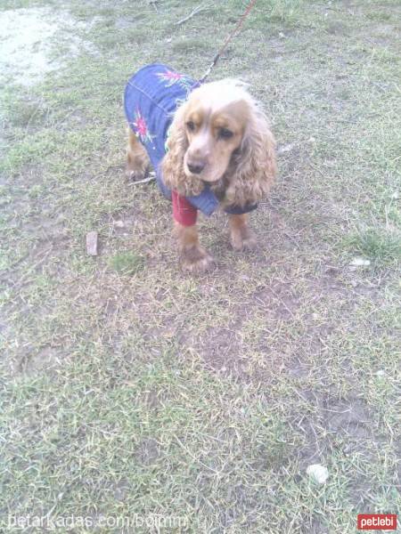 Amerikan Cocker Spaniel, Köpek  Tarçın fotoğrafı