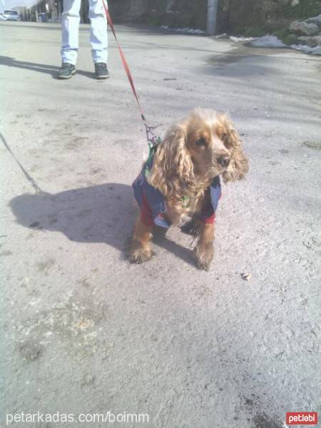 Amerikan Cocker Spaniel, Köpek  Tarçın fotoğrafı