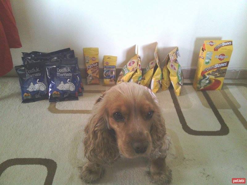 Amerikan Cocker Spaniel, Köpek  Tarçın fotoğrafı