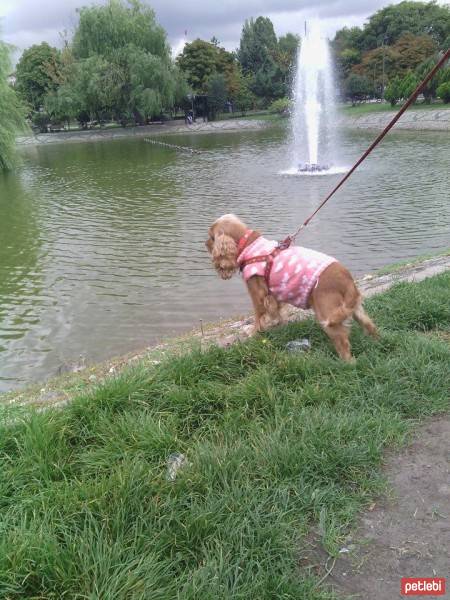 Amerikan Cocker Spaniel, Köpek  Tarçın fotoğrafı