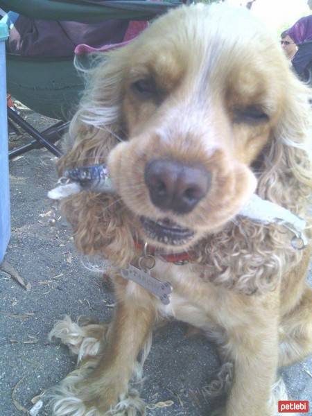 Amerikan Cocker Spaniel, Köpek  Tarçın fotoğrafı