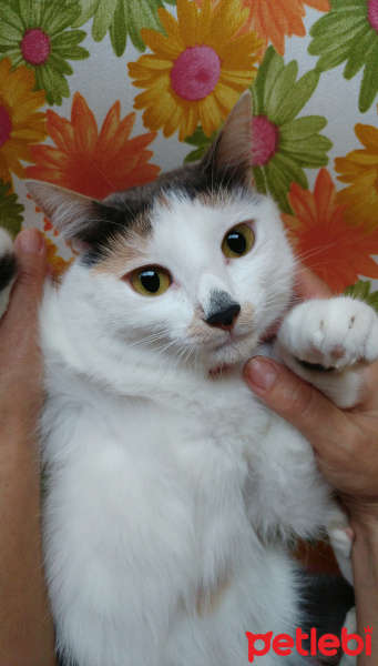 Tekir Kedi, Kedi  Düğme fotoğrafı