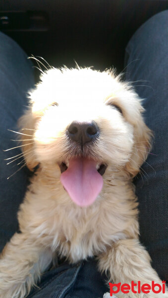 Amerikan Cocker Spaniel, Köpek  Cesur fotoğrafı