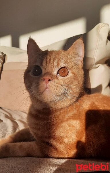 Exotic Shorthair, Kedi  Balım fotoğrafı