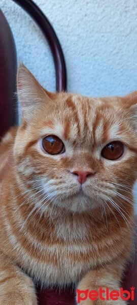 Exotic Shorthair, Kedi  Balım fotoğrafı