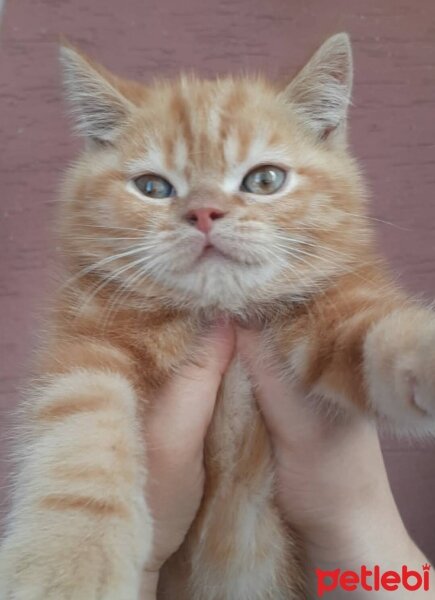 Exotic Shorthair, Kedi  Balım fotoğrafı