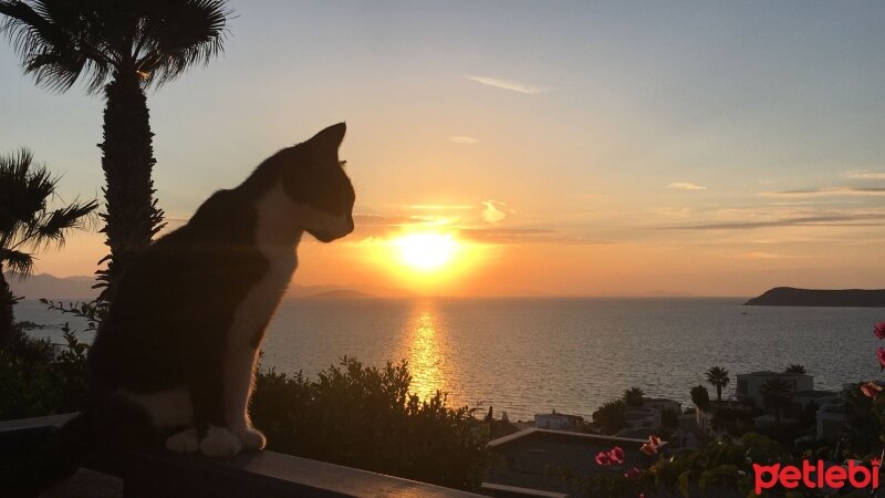 Tuxedo (Smokin) Kedi, Kedi  KARA fotoğrafı