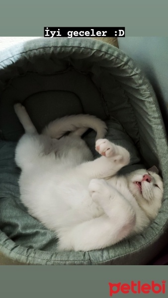 Van Kedisi, Kedi  Bulut fotoğrafı