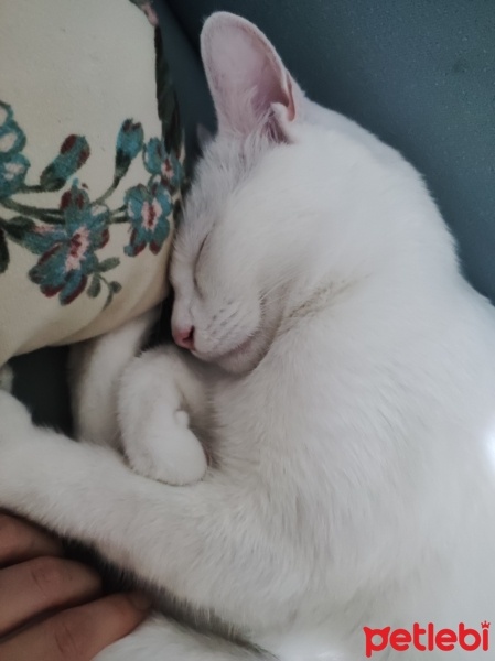 Van Kedisi, Kedi  Bulut fotoğrafı