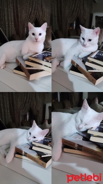 Van Kedisi, Kedi  Bulut fotoğrafı