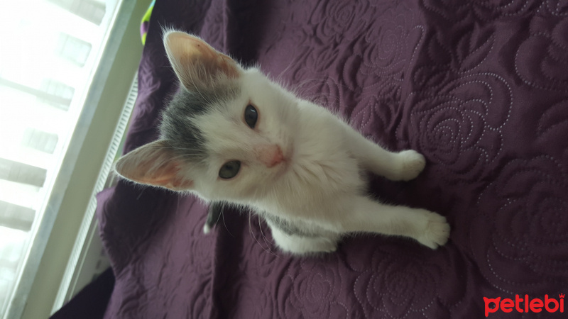 Tekir Kedi, Kedi  Tırmık fotoğrafı