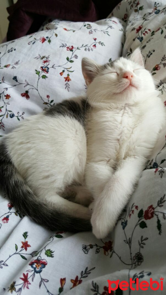 Tekir Kedi, Kedi  Tırmık fotoğrafı