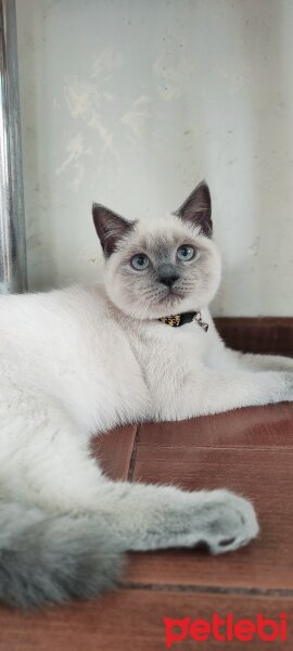 British Shorthair, Kedi  ALEX fotoğrafı