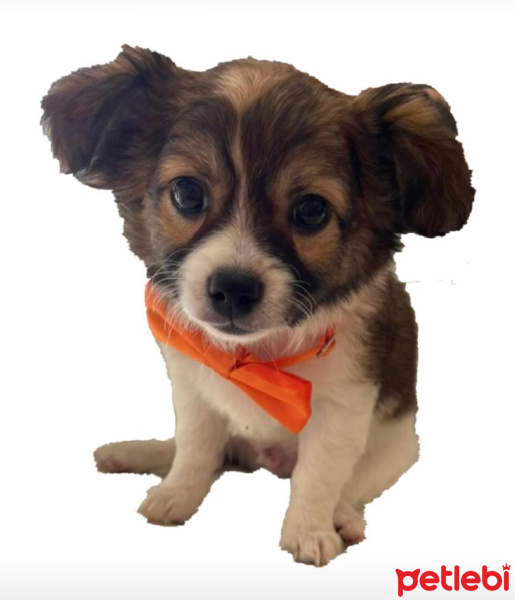 Maltese, Köpek  BOBBY fotoğrafı