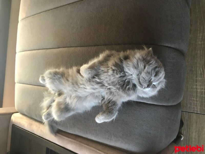 Scottish Fold, Kedi  Oscar fotoğrafı