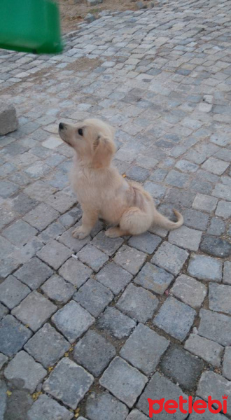 Golden Retriever, Köpek  Şila fotoğrafı