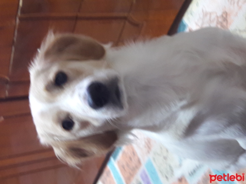 Golden Retriever, Köpek  Shila fotoğrafı