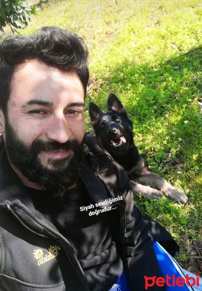 Alman Çoban Köpeği, Köpek  Murphy fotoğrafı
