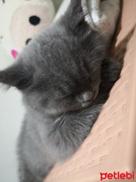 British Shorthair, Kedi  Luna fotoğrafı