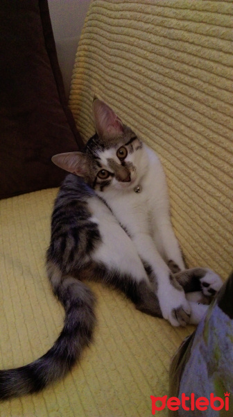 Tekir Kedi, Kedi  Badem fotoğrafı