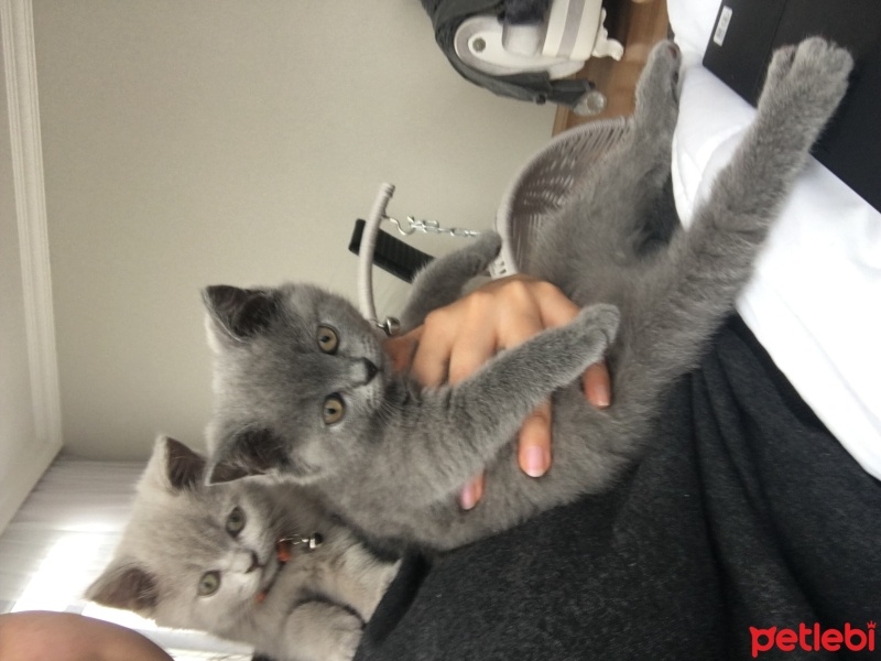 British Shorthair, Kedi  Ponçik ve lokum fotoğrafı