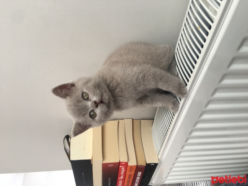 British Shorthair, Kedi  Ponçik ve lokum fotoğrafı