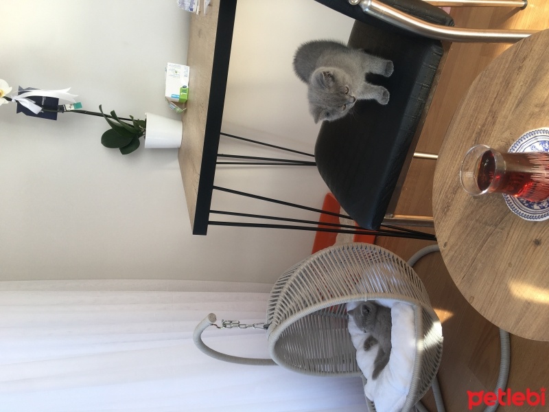 British Shorthair, Kedi  Ponçik ve lokum fotoğrafı