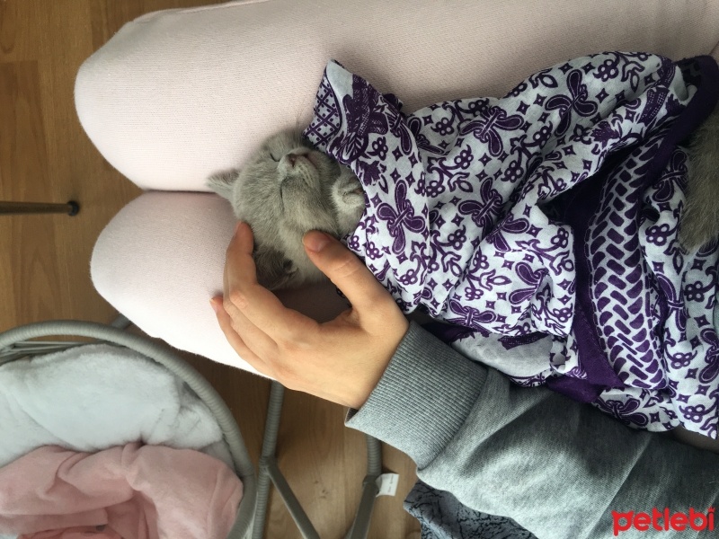 British Shorthair, Kedi  Ponçik ve lokum fotoğrafı