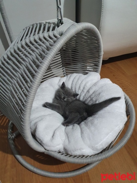 British Shorthair, Kedi  Ponçik ve lokum fotoğrafı