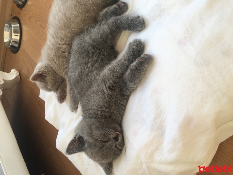 British Shorthair, Kedi  Ponçik ve lokum fotoğrafı