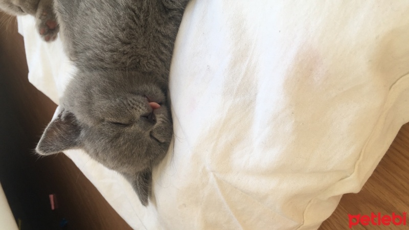 British Shorthair, Kedi  Ponçik ve lokum fotoğrafı